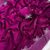 Magenta Pink